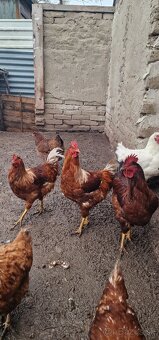 Mladé kohúty na predaj - 2