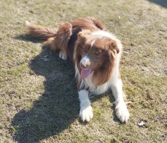 Border Kólia šteniatka - 2