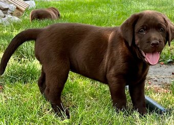 labrador šteniatka - 2