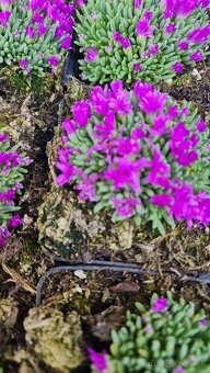 Delosperma/Poludnica skoro kvitnúca odroda. - 2
