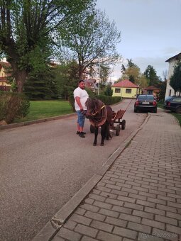 Poník zrebcek - 2