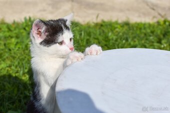 Darujem mačiatka do dobrých rúk 🐾 - 2