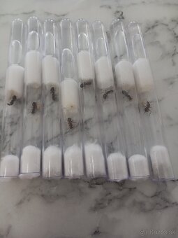 Kralovny mravcov rodu: Camponotus Nicobarensis - 2