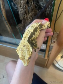 krist.kalis_cresties samice - 2