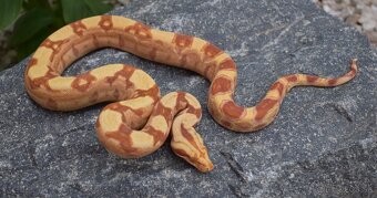 IMG Boa Constrictor - Velhad Kralovsky - 2