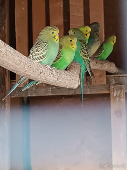 Predám papagáje, hrdličky, okrasné holúbky. - 2