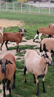 Kamerunske ovce a barany - 2