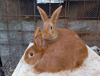 Burgundský králik - 2