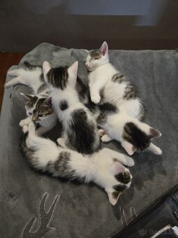 Dakujem maciatka - 2