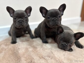 Francúzsky buldoček modrý - 2