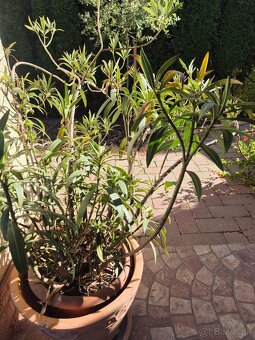 Oleander - 2