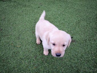 Labradorsky retriver - 2