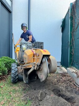 Frézovanie pňov, odstraňovanie pňov, výrub stromov - 2