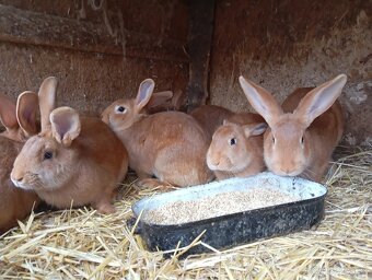 Burgundský králik - 2