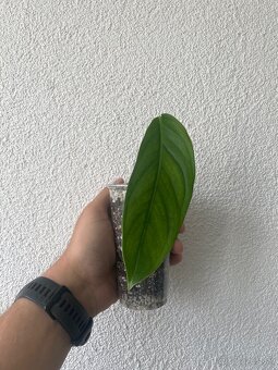 Monstera Obliqua Colombia - 2