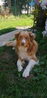 Border Kólia pes na krytie - 2