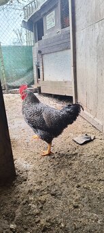 Predám kohútiky liahnute 07/2025 - 2