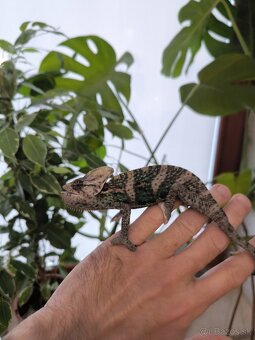 Predám chameleónov jemenských. - 2