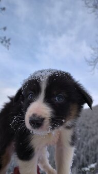 borderkolia - bicolor - tricolor - 2