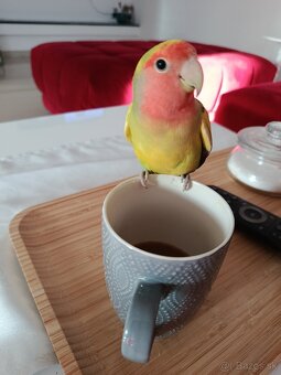 Agapornis ružovohrdlý 2026 - 2