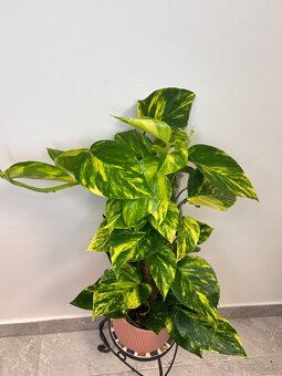Epipremnum mosstok - 2