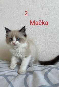 Ragdoll mačiatka - 2