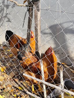 Kohúty Hempšir - 2