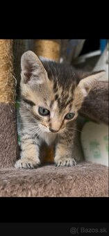 Darujem mačiatko - 2