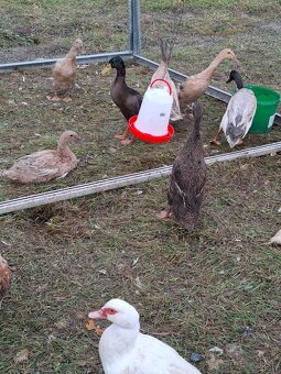 Predám bežcov/ kačky / nosnice /kohúty - 2