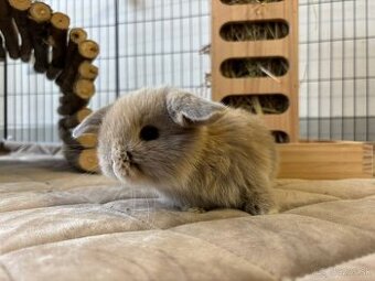 Ponúkame na predaj minilop zajačikov, králičkov, zajacov - 2