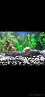 Akvarium JUWEL 180 - 2