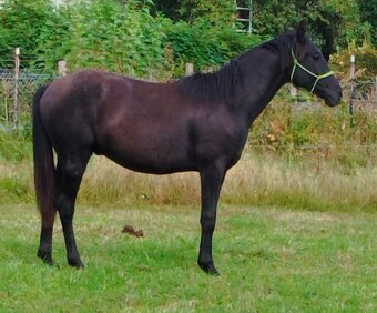 Lusitano x Welsh B - 2