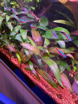 Cryptocoryne viridifolia - 2