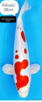 Koi kapre - 2