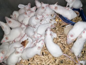 Laboratórne Myši - 2