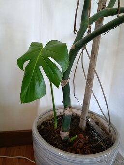 Monstera - 2