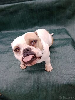 American bully - 2