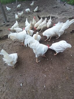 Leghorn - 2