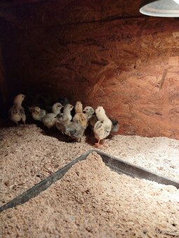 Araucana kuriatka - 2