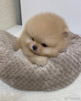 Pomeranian dievčatko - 2