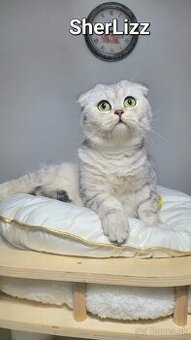 Škótske mačiatka s PP/F.TICA 15 - 2