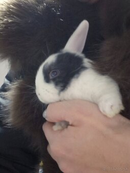 Zakrsly králiček - 2