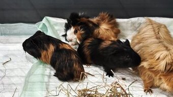 Morske prasiatko - 2