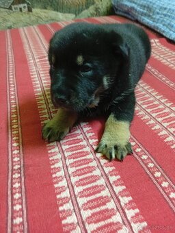 Predam štenjatko. - 2