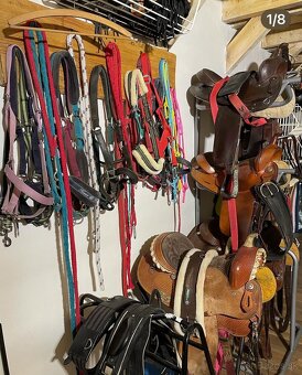 Ustajnenie koní - 2