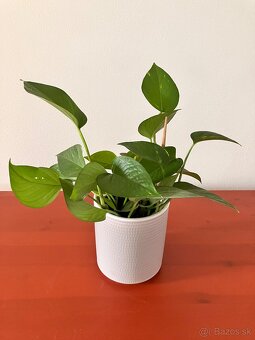 Pothos - 2