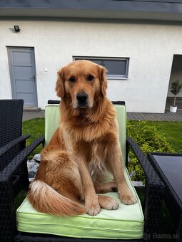 Zlatý retriver - 2