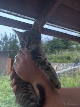 Darujeme mačiatka 2+mesačné - 2