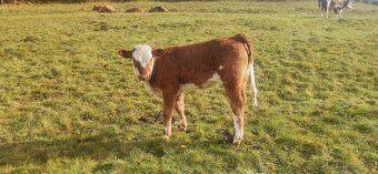 Predám kravu s teľatom - 2