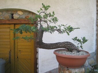 bonsai,bonsaj-DUB 10 - 2